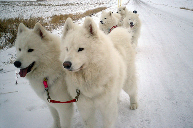 Diamond best sale drift samoyeds