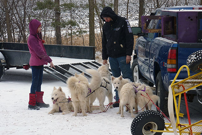 Samoyed sled hot sale